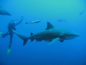 Diving with Bull sharks 10 kms off the Natal coast South Africa (April 2010)