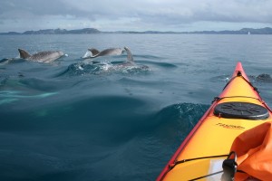 Sea Kayaking with Bottlenose dolphins in teh Bay of Islands New Zealand
